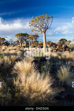 Faretra alberi (Aloe Dichotoma), denominato Kocurboom, nella foresta di Quivertree su Gariganus Farm vicino Keetmanshopp, Namibia Foto Stock