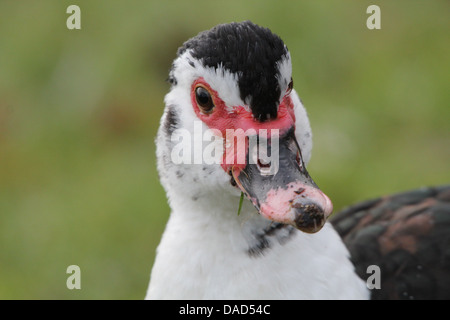 Dettagliato di close-up di testa di una femmina di anatra muta (Cairina moschata) Foto Stock