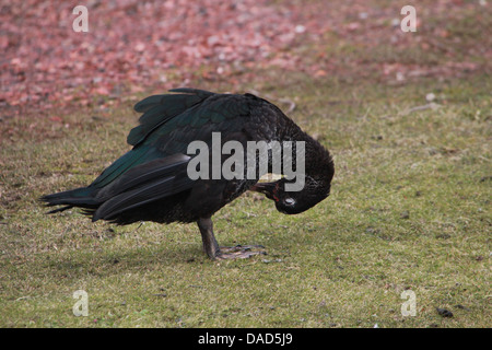 Chiudere dettagliate fino una femmina di anatra muta (Cairina moschata) Foto Stock