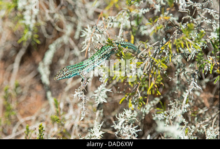 Ramarro (Podarcis pityusensis), Formentera, isole Baleari, Spagna, Europa Foto Stock