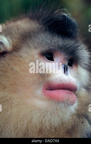 Nero rampognare-annusò scimmia, Yunnan rampognare-annusò scimmia (Rhinopithecus bieti), ritratto, Cina Yunnan, Baima Montagna neve Riserva Naturale Foto Stock