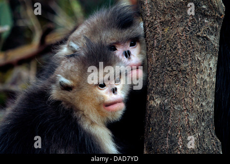 Nero rampognare-annusò scimmia, Yunnan rampognare-annusò scimmia (Rhinopithecus bieti), coppia dietro un tronco di albero a guardare, Cina Yunnan, Baima Montagna neve Riserva Naturale Foto Stock