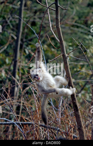 Nero rampognare-annusò scimmia, Yunnan rampognare-annusò scimmia (Rhinopithecus bieti), capretti nella struttura ad albero, Cina Yunnan, Baima Montagna neve Riserva Naturale Foto Stock