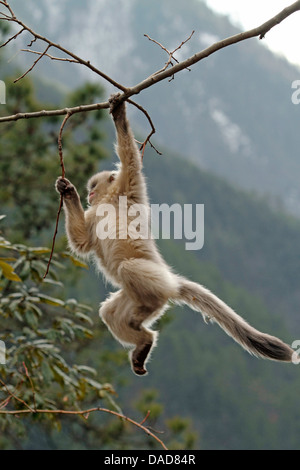 Nero rampognare-annusò scimmia, Yunnan rampognare-annusò scimmia (Rhinopithecus bieti), giocoso i capretti, Cina Yunnan, Baima Montagna neve Riserva Naturale Foto Stock