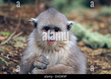 Nero rampognare-annusò scimmia, Yunnan rampognare-annusò scimmia (Rhinopithecus bieti), capretti mangia lichen, Cina Yunnan, Baima Neve Montagne riserva naturale Foto Stock