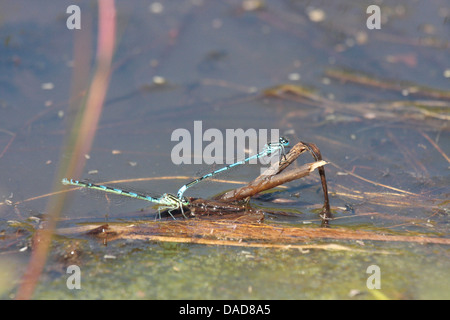 Damselflies blu di accoppiamento e la deposizione delle uova Foto Stock