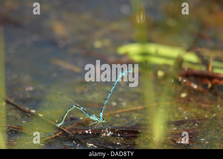 Damselflies blu di accoppiamento e la deposizione delle uova Foto Stock