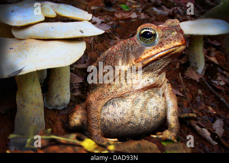 Il rospo gigante, Marine, il Rospo Rospo di canna, sud americana Neotropical toad (Bufo marinus, Rhinella marina), seduta sul terreno forestale tra i funghi, Costa Rica Foto Stock