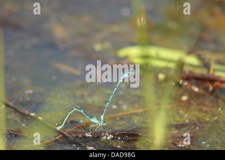 Damselflies blu di accoppiamento e la deposizione delle uova Foto Stock