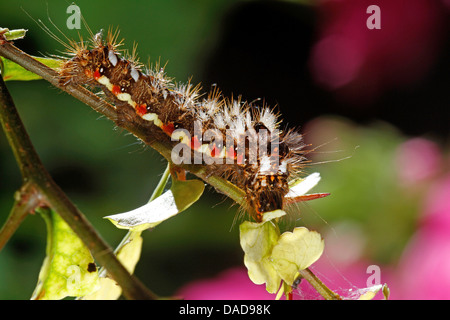 Nodo (erba Acronicta rumicis, Apatele rumicis), Caterpillar su un ramoscello, Germania Foto Stock