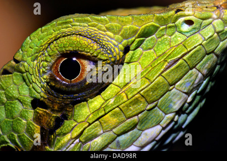 Verde (anole Anolis carolinensis), primo piano di un occhio Foto Stock