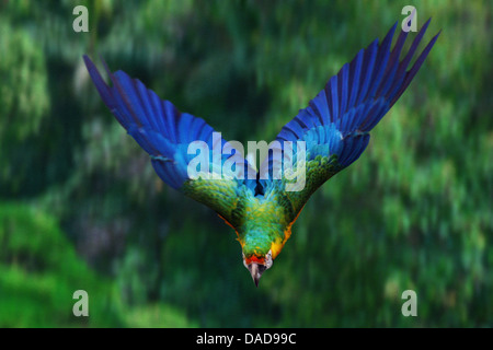 Blu e Giallo macaw, blu e oro macaw, blu e oro macaw, blu-giallo Macaw (Ara ararauna), volando sopra la foresta di pioggia Foto Stock