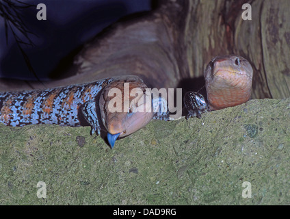 Blu orientale-tongued Lizard (Tiliqua scincoides), due animali seduti sulla pietra con su fuori il suo blue tongue, Australia Foto Stock