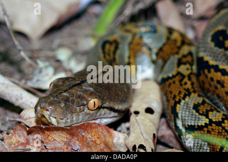 Pitone reticolato, Diamond Python, Java rock (Python Python reticulatus), ritratto, Malaysia Sabah, Sungai Kinabatangan Foto Stock