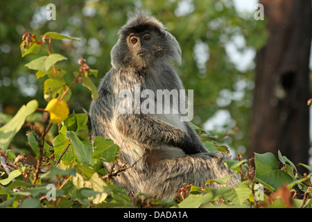 Foglia argentata di scimmia (Presbytis cristata, Trachypithecus cristatus), seduto su un albero, Malaysia Sarawak, Bako National Park Foto Stock