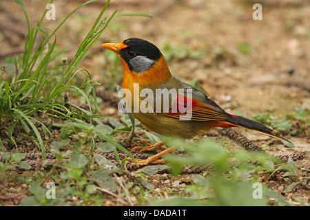 Argento-eared mesia (Leiothrix argentauris), seduto a terra, Malaysia, la Malaysia peninsulare, Fraser, Hill Foto Stock