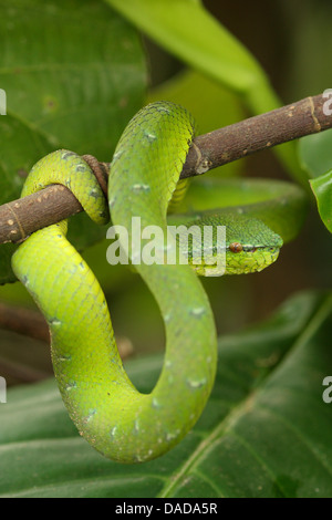 Wagler's pit viper, Wagler palm di Viper (wagleri Trimeresurus, Tropidolaemus wagleri), su un ramo, Malaysia Sarawak, Bako National Park Foto Stock