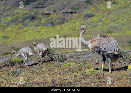 Darwin nandù, Lesser rhea (Pterocnemia pennata), Adulto con squeakers, Cile, Ultima Esperanza, Parco Nazionale Torres del Paine Foto Stock