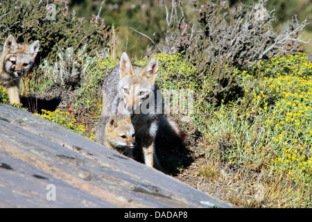 Grigio zorro, Argentine gray fox, sud americana Gray Fox (Dusicyon griseus Pseudalopex griseus Lycalopex griseus), con cuccioli dietro una roccia, Cile, Ultima Esperanza, Parco Nazionale Torres del Paine Foto Stock