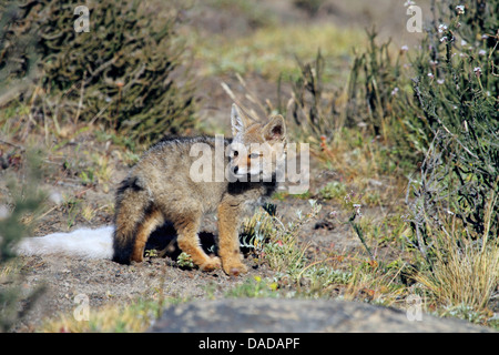 Grigio zorro, Argentine gray fox, sud americana Gray Fox (Dusicyon griseus Pseudalopex griseus Lycalopex griseus), guardando indietro, Cile, Ultima Esperanza, Parco Nazionale Torres del Paine Foto Stock