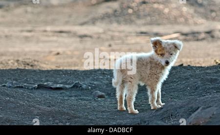 Baraccopoli dog spara al di fuori della città Foto Stock