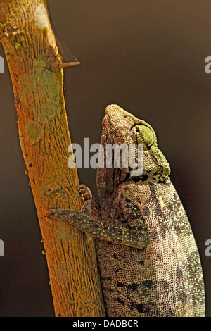 Grazioso chameleon (Chamaeleo gracilis), su un ramo, Repubblica Centrafricana, Sangha-Mbaere, Dzanga Sangha Foto Stock