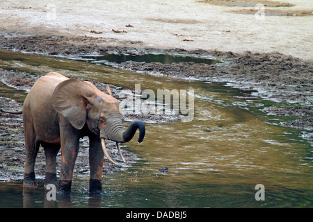 Forest Elefanti Elefante africano (Loxodonta cyclotis, Loxodonta africana cyclotis), bambini in piscina, Repubblica Centrafricana, Sangha-Mbaere, Dzanga Sangha Foto Stock