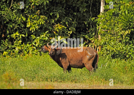 Foresta di Buffalo, Bushcow (Syncerus caffer nanus, Syncerus nanus), su una radura, Repubblica Centrafricana, Sangha-Mbaere, Dzanga Sangha Foto Stock