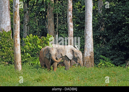 Forest Elefanti Elefante africano (Loxodonta cyclotis, Loxodonta africana cyclotis), la foresta di elefanti pascolano in una radura, Repubblica Centrafricana, Sangha-Mbaere, Dzanga Sangha Foto Stock