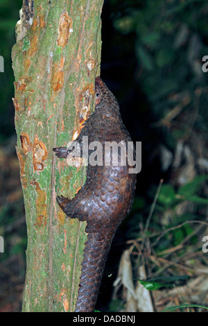 African bianco-Pangolin panciuto, tre-cusped Pangolin, albero Pangolin, bianco-panciuto Pangolin (Phataginus tricuspis), climibing su un albero, Repubblica Centrafricana, Sangha-Mbaere, Sangha Ndoki Nationalpark Foto Stock