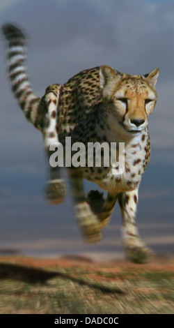 Ghepardo (Acinonyx jubatus), corsa, Sud Africa Foto Stock