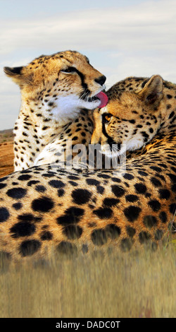 Ghepardo (Acinonyx jubatus), smooching, Sud Africa Foto Stock