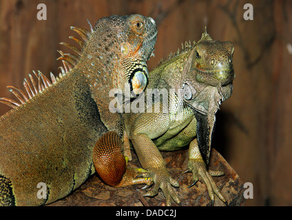Iguana verde, comune (iguana Iguana iguana), iguane verdi su un ramo Foto Stock