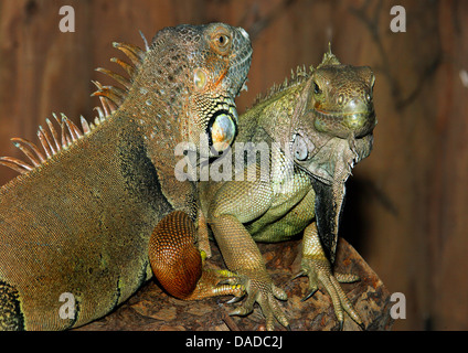 Iguana verde, comune (iguana Iguana iguana), iguane verdi su un ramo Foto Stock
