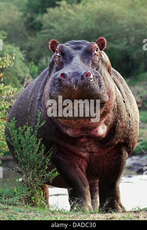 Ippopotamo, ippopotami, comune ippopotamo (Hippopotamus amphibius), minaccioso su una riva di un fiume, Kenya Foto Stock