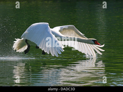 Cigno (Cygnus olor), a partire da acqua, Germania Foto Stock