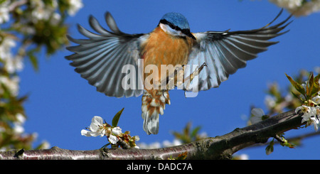 Eurasian picchio muratore (Sitta europaea), atterraggio su una fioritura ramoscello di ciliegio, Germania Foto Stock