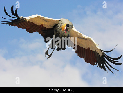 South African Crowned Crane, Grey Crowned Crane (Balearica regulorum), flying Foto Stock