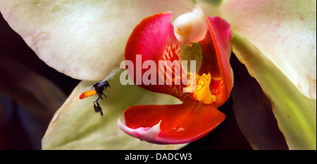 Moth orchid (Phalaenopsis-Hybride), insetto fiore di avvicinamento Foto Stock