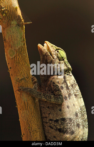 Grazioso chameleon (Chamaeleo gracilis), arrampicata su una diramazione con bocca aperta, Repubblica Centrafricana, Sangha-Mbaere, Dzanga Sangha Foto Stock