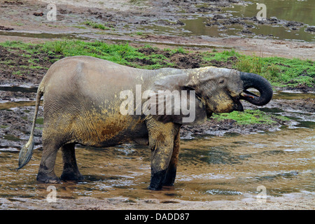 Forest Elefanti Elefante africano (Loxodonta cyclotis, Loxodonta africana cyclotis), drinkin acqua con i minerali preziosi, Repubblica Centrafricana, Sangha-Mbaere, Dzanga Sangha Foto Stock