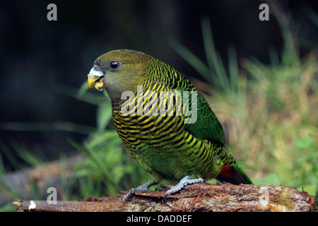 Brem's parrot (Psittacella brehmii), sul legno marcio alimentazione, Papua Nuova Guinea, Highlands occidentali , Kumul Lodge Foto Stock