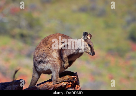 Nero-footed rock wallaby (Petrogale lateralis), seduta su una roccia, Australia Northern Territory, Western MacDonnell Ranges, Ormiston Gorge Foto Stock