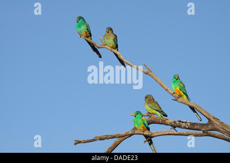 Mulga parrot (Psephotus varius), floxk su un albero, Australia Australia Occidentale Foto Stock