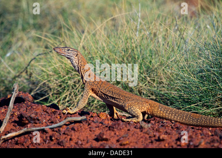 Gould monitor, monitor di sabbia, sabbia, goanna bungarra (Varanus gouldii), seduti al ciglio della strada nell'outback, Australia Australia Occidentale, Gary Junction Road Foto Stock