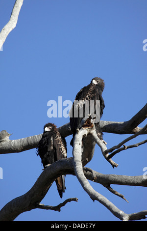 Cuneo-tailed eagle (Aquila audax), coppia seduta su un albero, Australia Australia Occidentale, Canning Stock Route Foto Stock