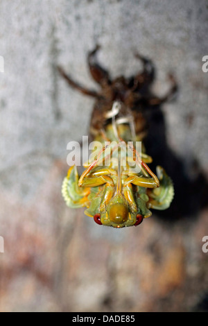 Green Grocer Cicala, verde drogheria (Cyclochila australasiae), tratteggio Australia, Nuovo Galles del Sud, Werrikimbe Parco Nazionale Foto Stock