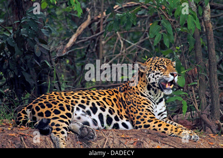 Jaguar (Panthera onca), maschio sul banco di sabbia a sbadigliare, Brasile, Pantanal, Rio Cuiaba Foto Stock