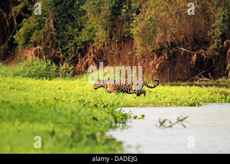 Jaguar (Panthera onca), femmina vicino al fiume, Brasile, Mato Grosso, Pantanal, Rio Cuiaba Foto Stock