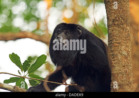 Nero scimmia urlatrice (Alouatta caraya), maschio su un albero nella luce della sera, Brasile, Mato Grosso, Pantanal Foto Stock